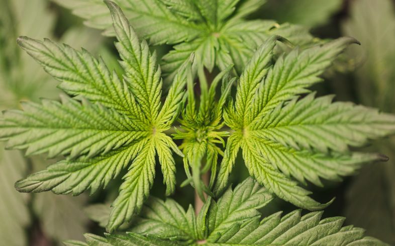 Grow Guides