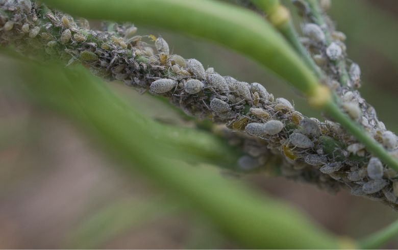 The Best Insecticide for Aphids 2025 The Best Insecticide for Aphids 2025