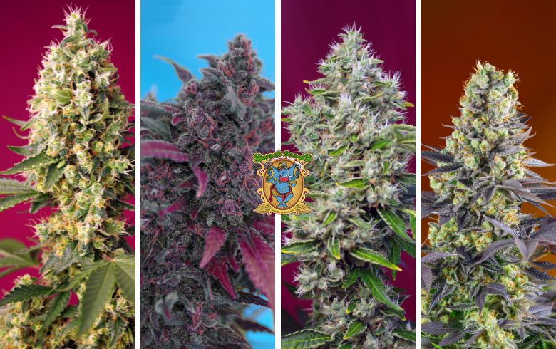 The best Sweet Seeds® varieties for extractions The best Sweet Seeds® varieties for extractions
