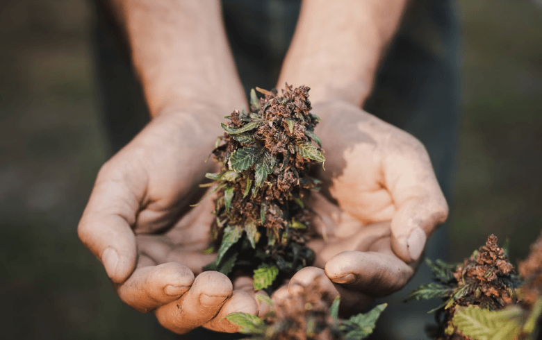 harvest marijuana