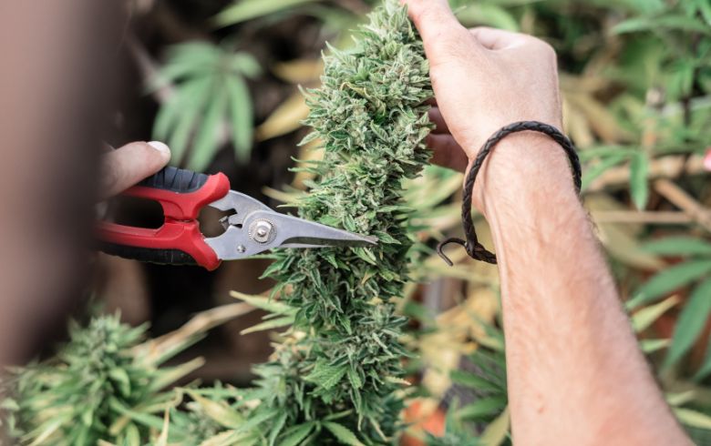Cómo podar plantas de marihuana