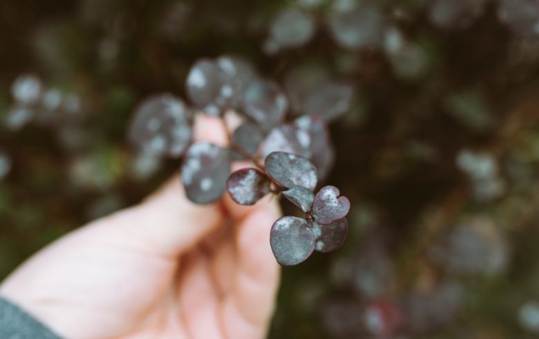 What is powdery mildew in plants and how to get rid of it What is powdery mildew in plants and how to get rid of it