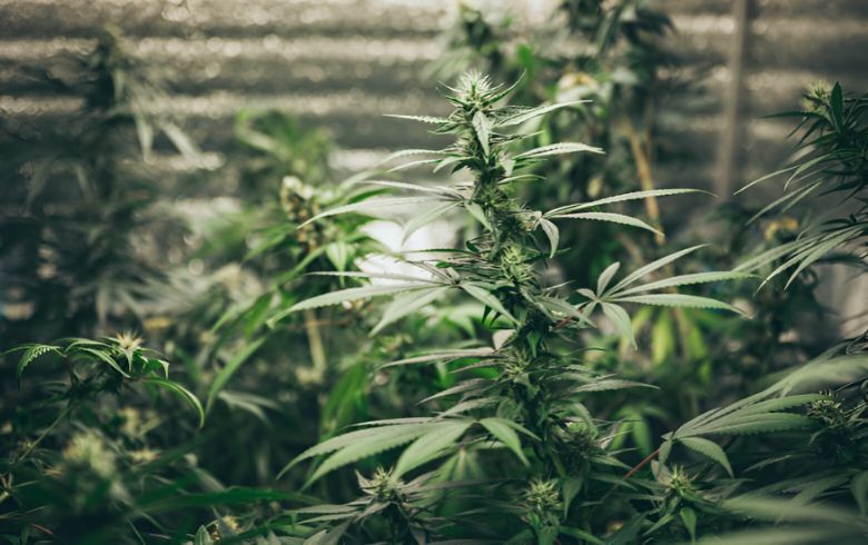 Grow Guides
