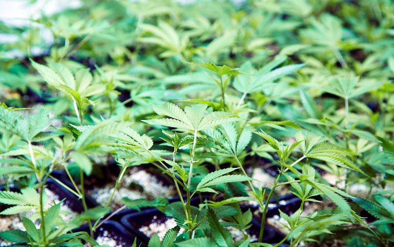 Grow Guides Grow Guides