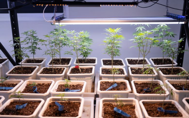 Grow Guides Grow Guides