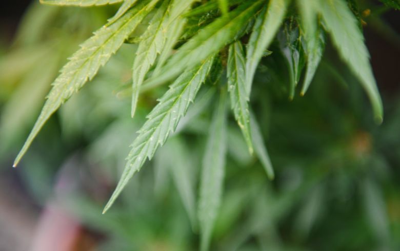 Grow Guides Grow Guides