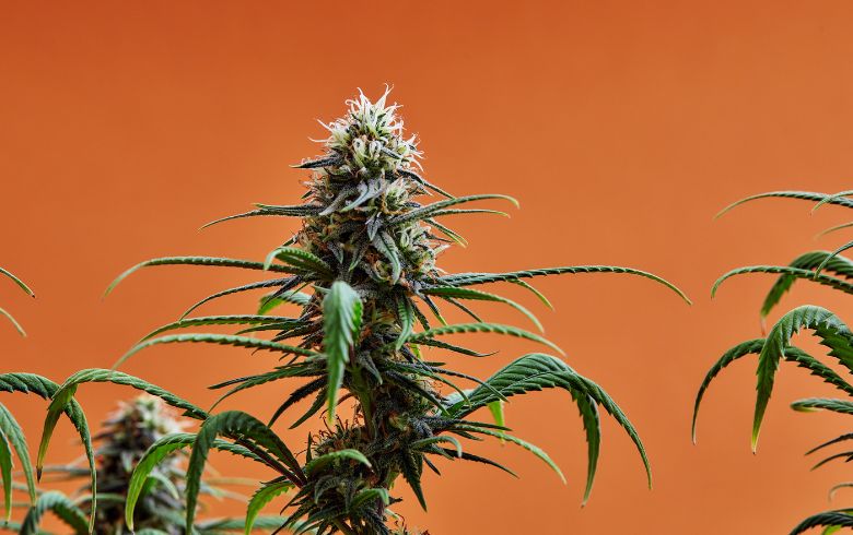 Grow Guides Grow Guides