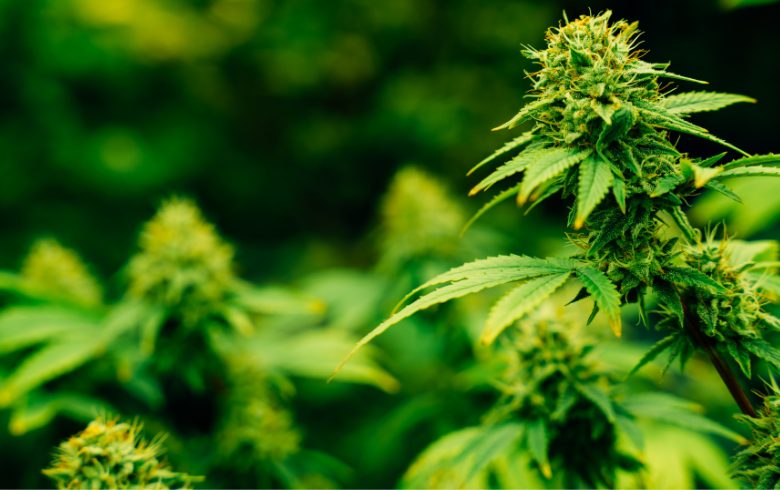 Grow Guides Grow Guides