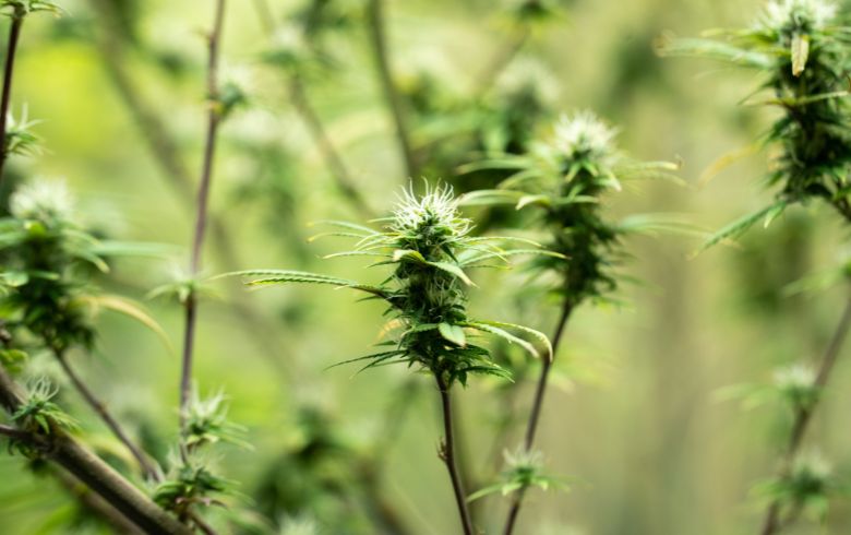 Grow Guides Grow Guides