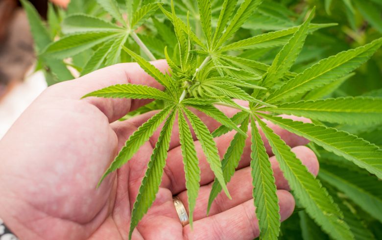 Grow Guides Grow Guides