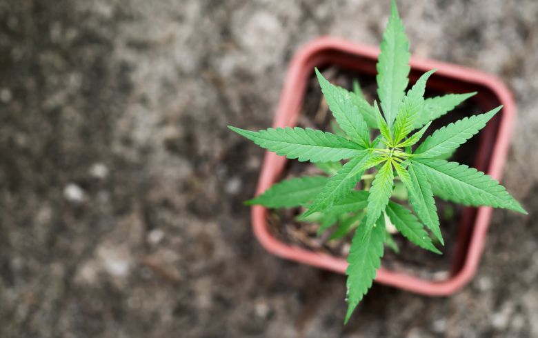 Grow Guides Grow Guides
