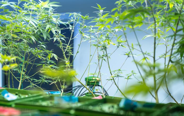 Grow Guides Grow Guides