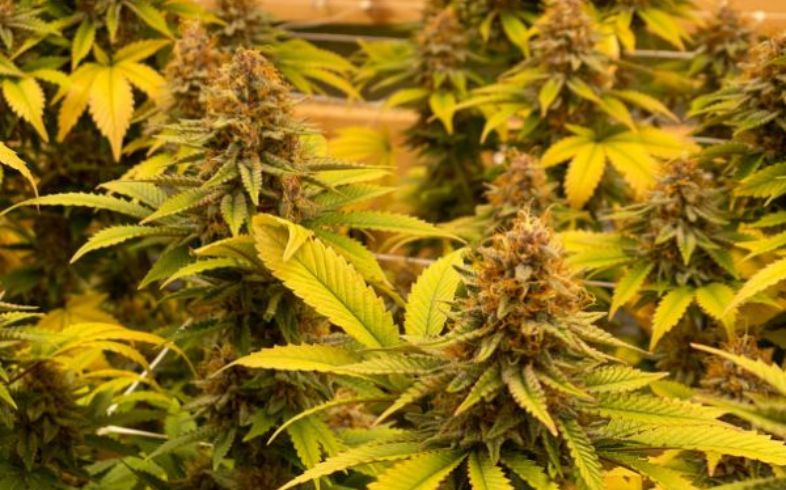 Grow Guides Grow Guides