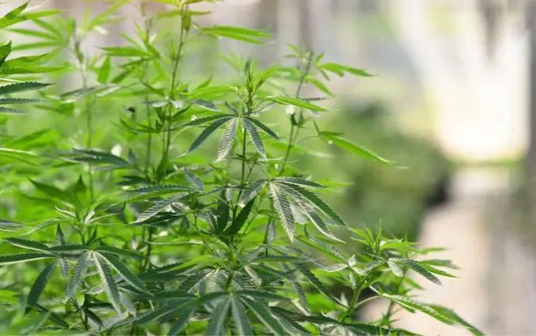 Grow Guides Grow Guides