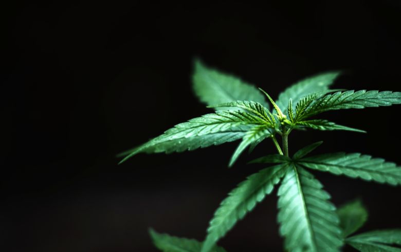 Grow Guides Grow Guides