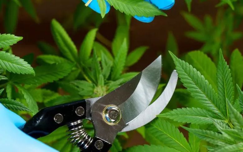 Grow Guides Grow Guides