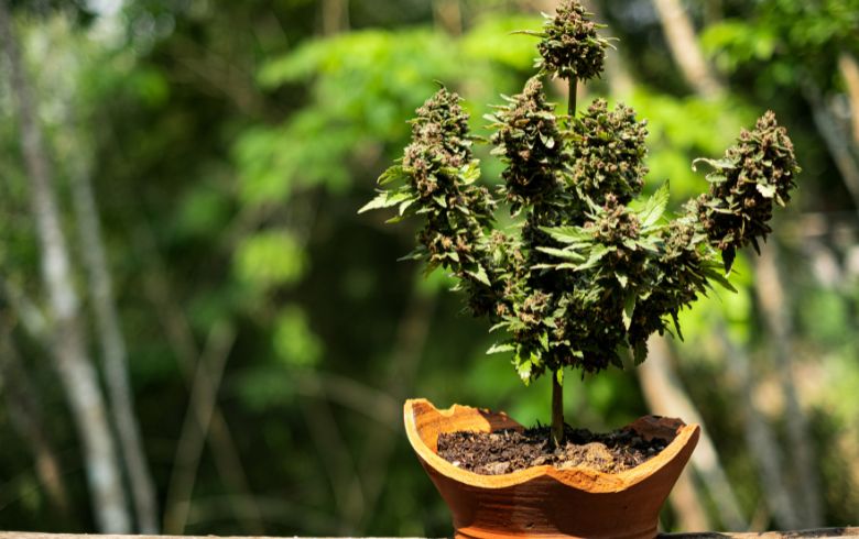 Grow Guides Grow Guides