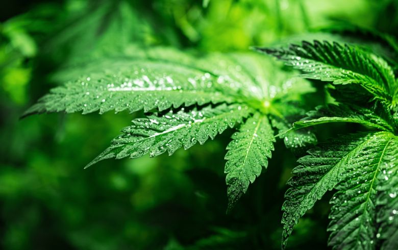 Grow Guides Grow Guides