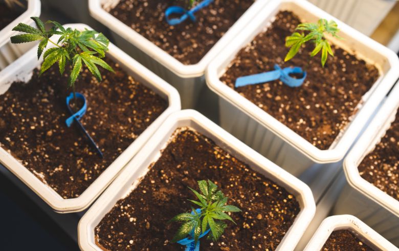 Grow Guides Grow Guides