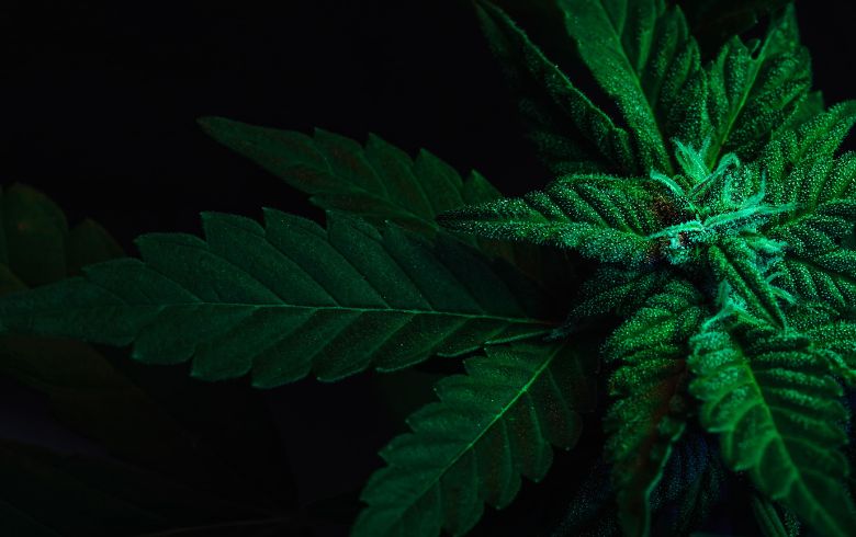 Indica Weed, Top 5 Strains Indica Weed, Top 5 Strains