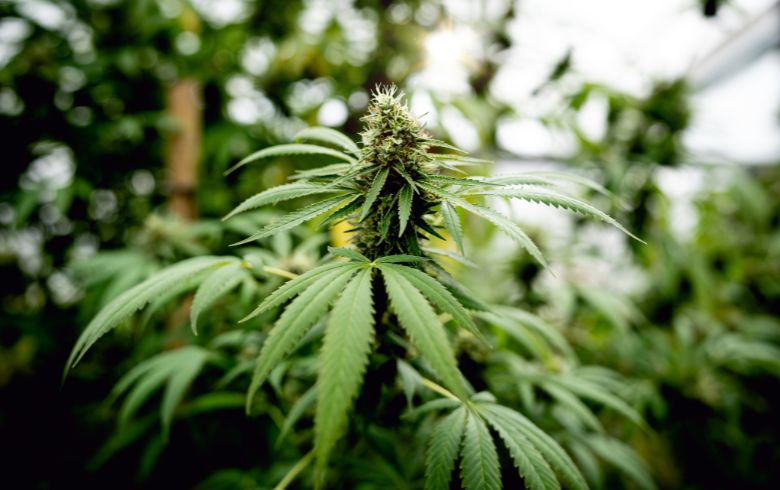 Grow Guides Grow Guides