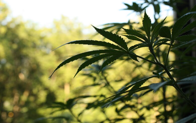 Grow Guides Grow Guides