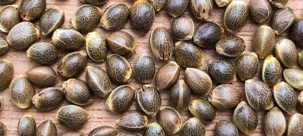 Cannabis news Cannabis news