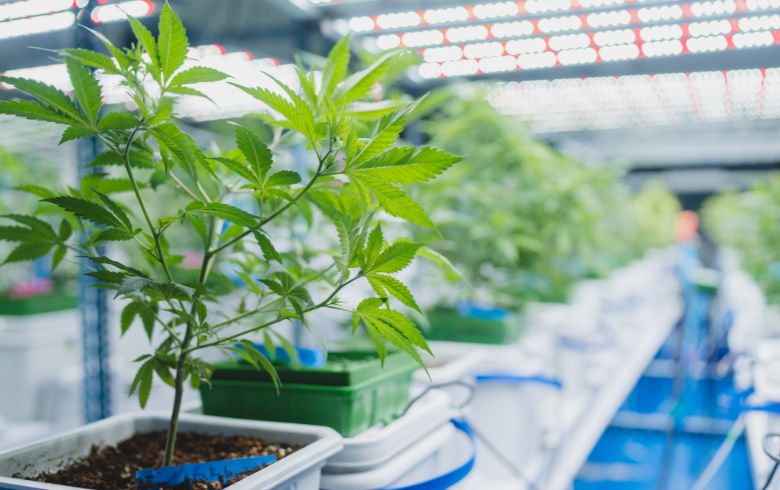 Grow Guides Grow Guides