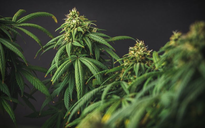 Grow Guides Grow Guides