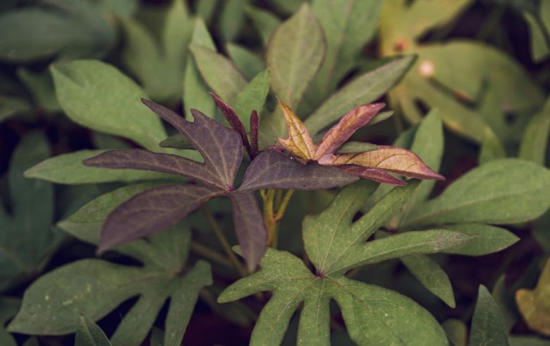 Cannabis news Cannabis news