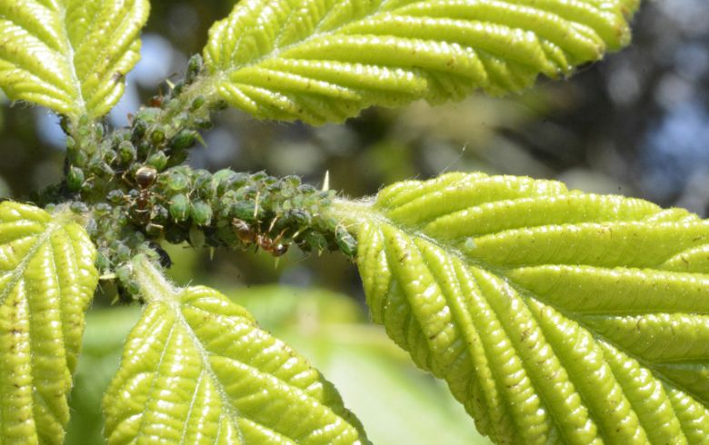 Cannabis news Cannabis news