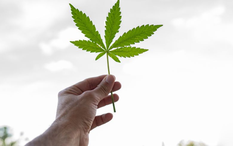 Cannabis news Cannabis news