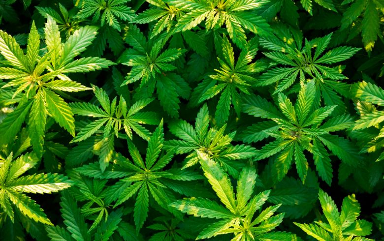 Grow Guides Grow Guides