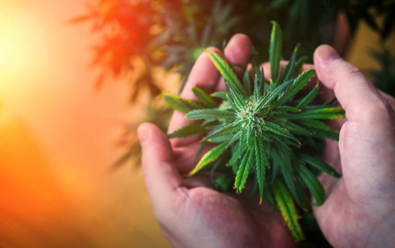 Cannabis news Cannabis news