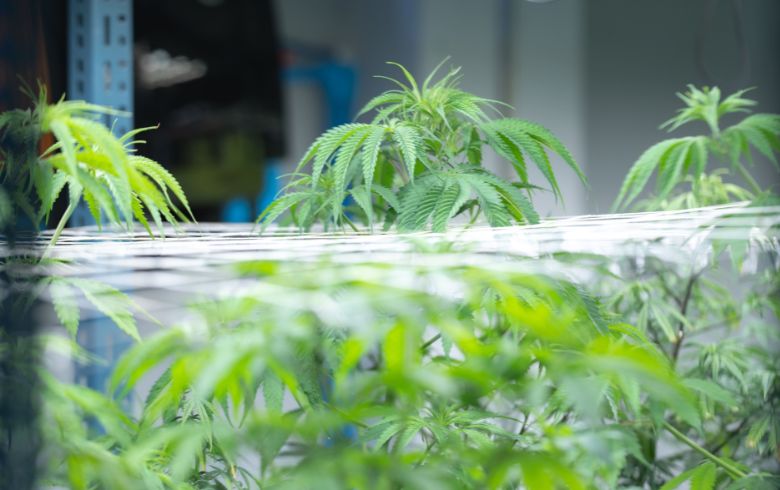 Grow Guides Grow Guides