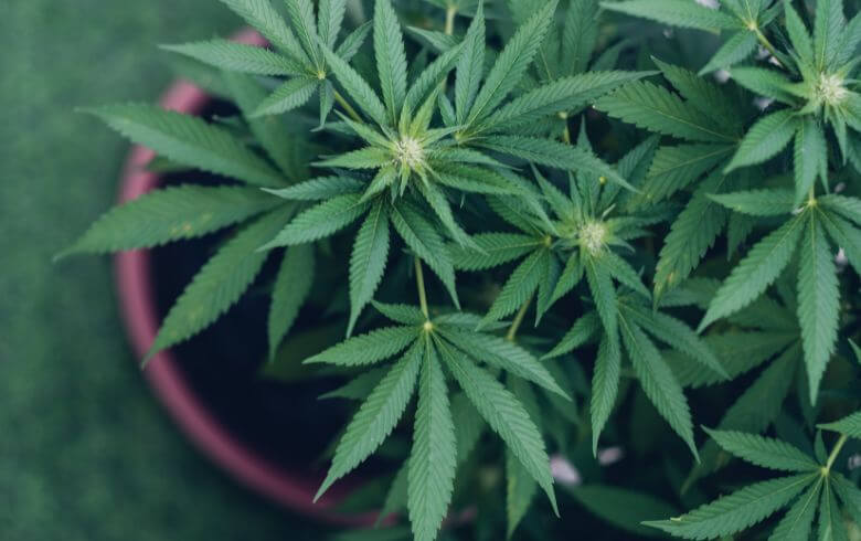 Medical Marijuana Medical Marijuana