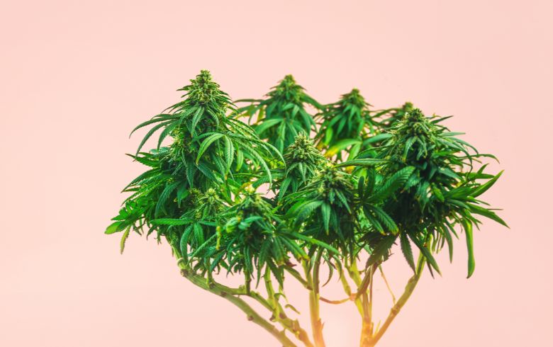 Grow Guides Grow Guides