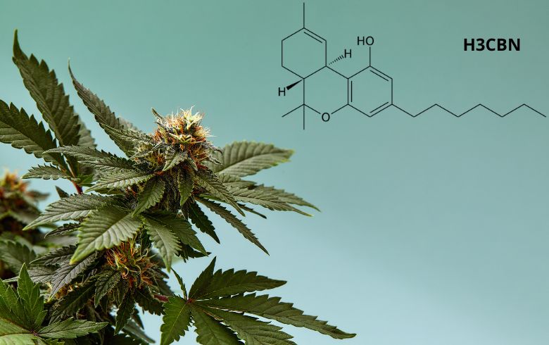 Cannabis news Cannabis news