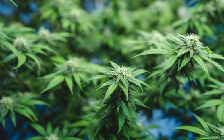 Grow Guides Grow Guides