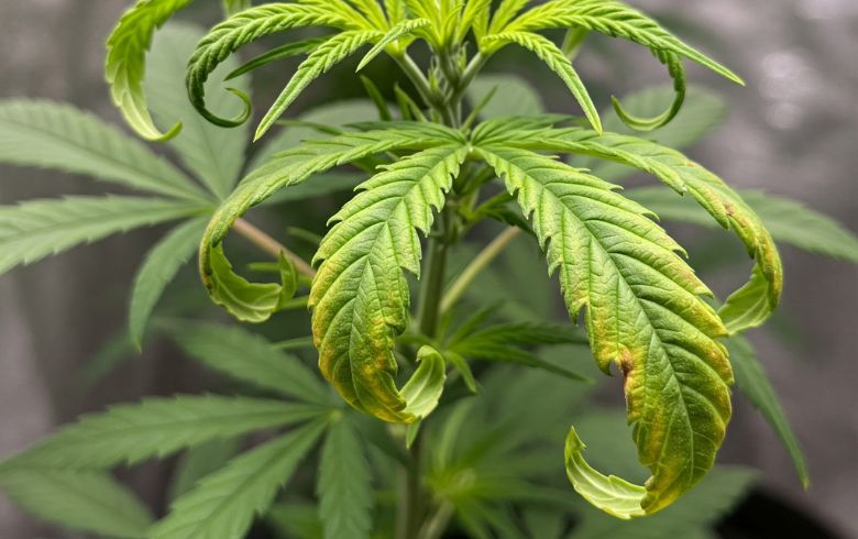 Grow Guides Grow Guides
