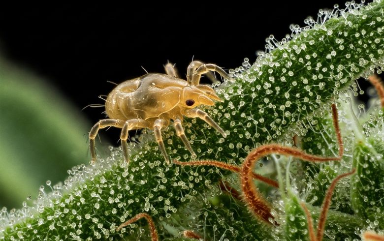 Grow Guides Grow Guides