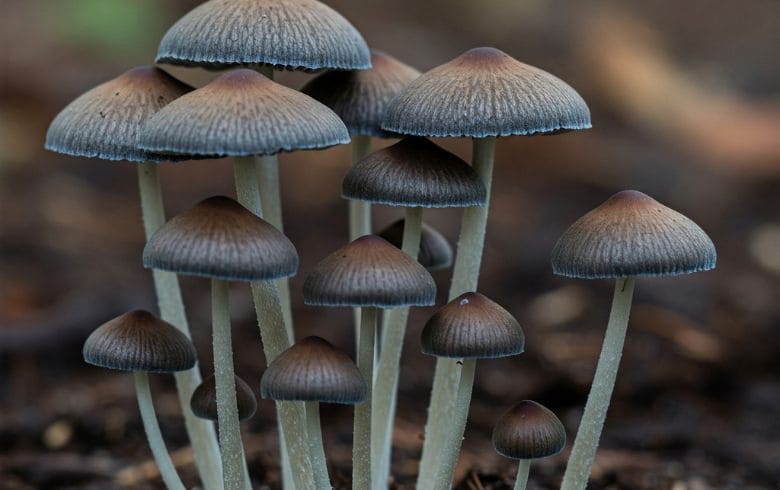 Cannabis news Cannabis news
