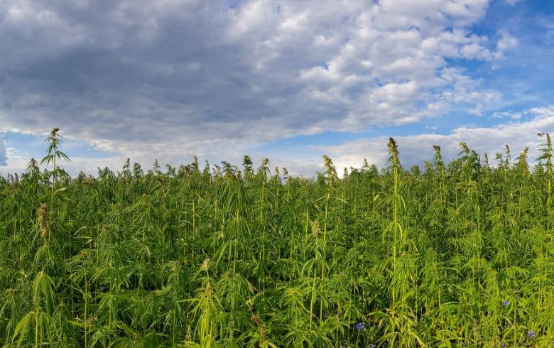 Grow Guides Grow Guides