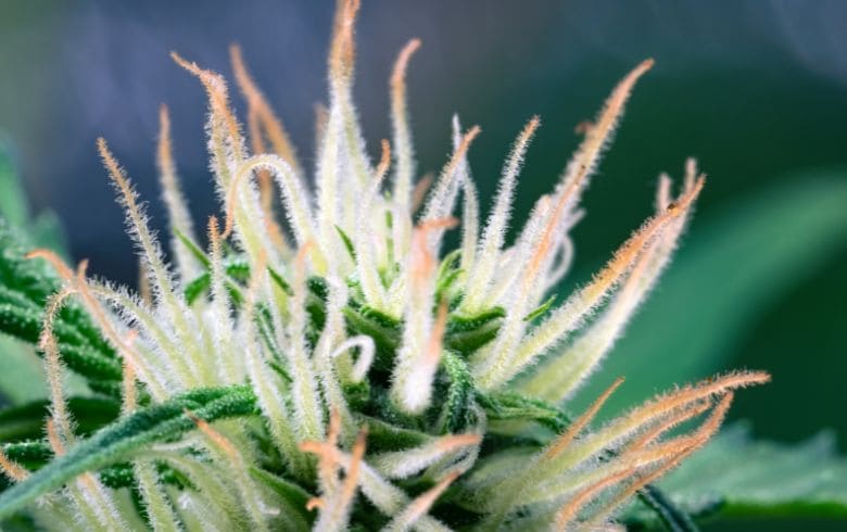 Cannabis news Cannabis news