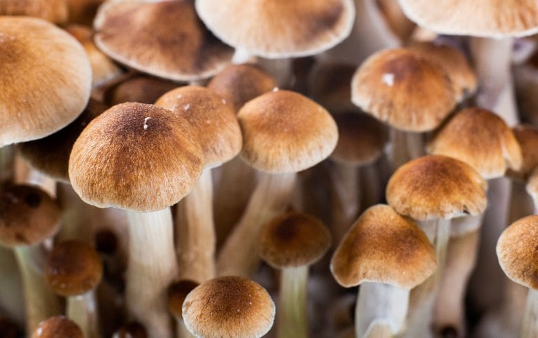 Grow Guides Grow Guides