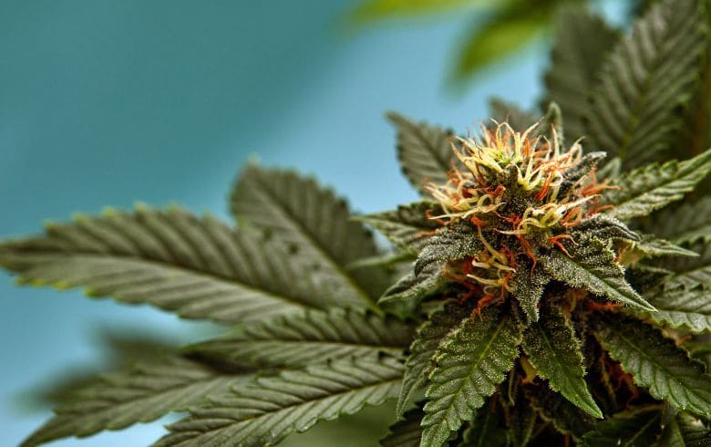 Grow Guides Grow Guides