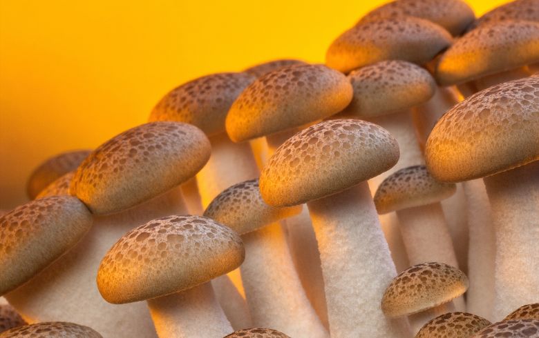 Cannabis news Cannabis news