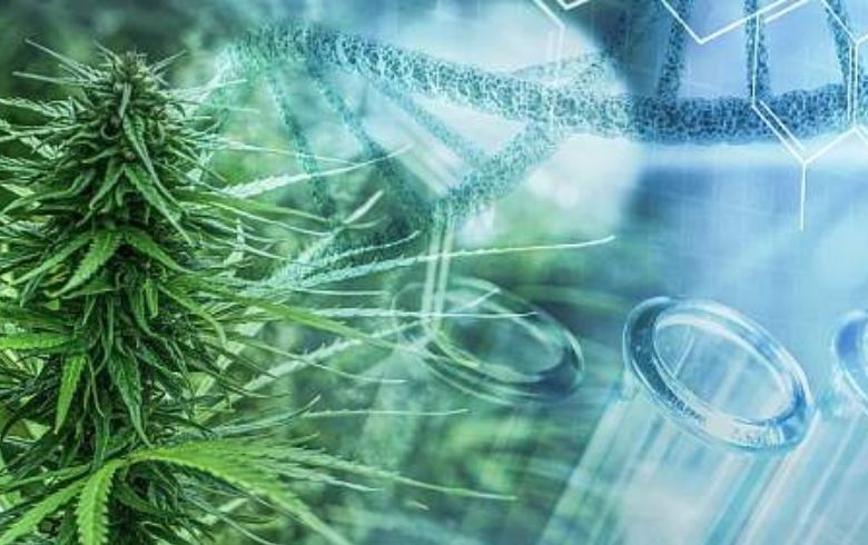 Cannabis news Cannabis news