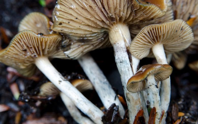 Cannabis news Cannabis news