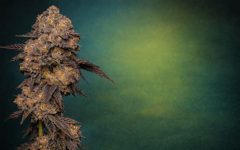 Cannabis news Cannabis news